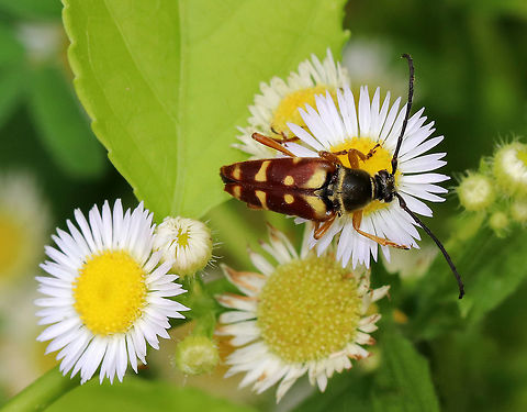 Banded Longhorn Beetles - Typocerus velutinus Reddish brown elytra with the somewhat variable yellow markings. The pronotum and the elytra both have a golden pubescence. The antennae are black and the legs are tan to reddish brown. 
 Banded Longhorn,Geotagged,Summer,Typocerus velutinus,United States,beetle