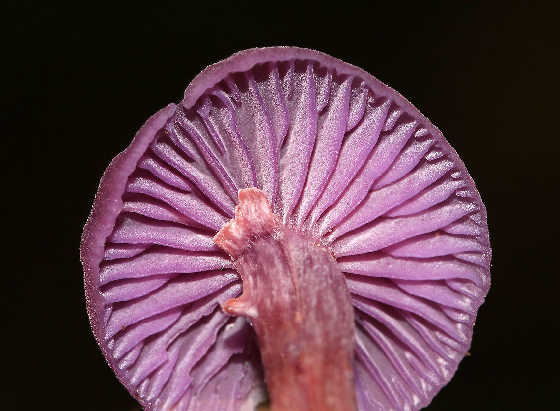 Amethyst Deceiver - Laccaria amethystina Beautiful, purple mushrooms with caps that were a faded purple-tan color.  Mushrooms had thin reddish brown stems and brilliant waxy, purple gills.  Growing on the ground in a deciduous forest. <br />
<br />
 Amethyst Deceiver,Geotagged,Laccaria amethystina,Laccaria ochropurpurea,Summer,United States,mushroom,purple