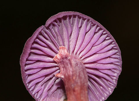 Amethyst Deceiver - Laccaria amethystina Beautiful, purple mushrooms with caps that were a faded purple-tan color.  Mushrooms had thin reddish brown stems and brilliant waxy, purple gills.  Growing on the ground in a deciduous forest. 

 Amethyst Deceiver,Geotagged,Laccaria amethystina,Laccaria ochropurpurea,Summer,United States,mushroom,purple