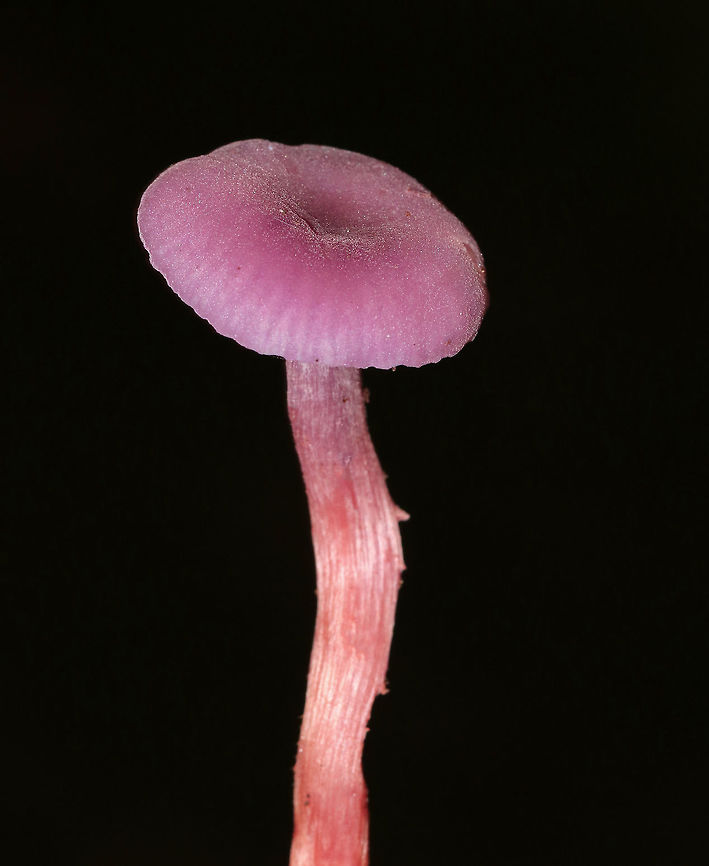 Amethyst Deceiver - Laccaria amethystina Beautiful, purple mushrooms with caps that were a faded purple-tan color. Mushrooms had thin reddish brown stems and brilliant waxy, purple gills. Growing on the ground in a deciduous forest. <br />
<br />
 Amethyst Deceiver,Geotagged,Laccaria amethystina,Summer,United States,mushroom,purple