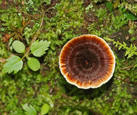 Shiny Cinnamon Polypore - Coltricia cinnamomea Concentrically zoned Cinnamon-brown, silky cap. The cap was very thin and tough. Stem was also brown and very tough. Brown pores.

These mushrooms are lovely and have a fantastic texture, but they remind me of the black velvet kitsch paintings that were popular in the 1970's in the US. 
 Coltricia cinnamomea,Geotagged,Summer,United States,mushroom,polypore