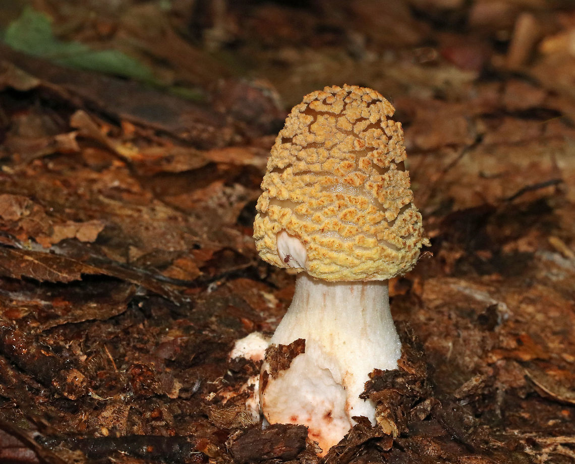 Mushroom - Amanita sp. This mushroom had a brown, conical cap covered in tan/yellow warts. The stem was short, stubby, white, had pink streaks, and a large bulbous base.  Gills were white. Growing on the ground in a deciduous forest.<br />
<br />
This is probably in the A. amerirubescens group, but I&#039;m not sure yet. Geotagged,Summer,United States,amanita,fungus,mushroom