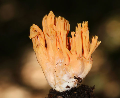 Yellow-tipped Coral - Ramaria formosa About 5-6 cm tall. Fruiting body was pale orange, had many branches, and a soft, fleshy, white base. Growing on the ground in a deciduous forest. Beautiful clavaria,Geotagged,Ramaria formosa,Summer,United States