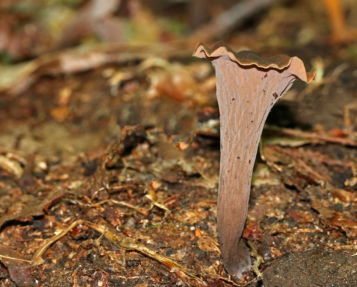 Black Trumpet (Brown form) - Craterellus fallax Fruiting bodies were vase-shaped, and the upper edges were rolled under. The upper surface was dark brown, and the under surface was brown, wrinkled, and had a white bloom.<br />
<br />
 Spotted growing on the ground near beech and oak. Craterellus fallax,Geotagged,Summer,United States,craterellus,fungus,mushroom,trumpet