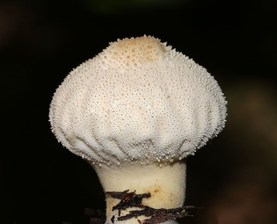 Gem-studded Puffball - Lycoperdon perlatum This type of puffball is shaped like an inverted pear with a prominent stem/stalk and a round top. They are covered with brown spines when young. At maturity, they develop a central perforation through which spores are released by rain and wind. The interior is completely white and homogenous, although the inside of this one was turning mushy and brown.<br />
<br />
 Lycoperdon perlatum is a good edible mushroom when young (when the gleba is homogeneous and all white). However, foragers must be careful not to confuse puffballs with young Amanitas, which are enclosed by a universal veil. But, a longitudinal section of a young Amanita will reveal the immature gills, which never occur in puffballs.  Common puffball,Gem-studded Puffball,Geotagged,Lycoperdon perlatum,Summer,United States,mushroom,puffball