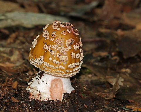 Mushroom - Amanita sp. Short, stubby, tough mushroom with a brown cap that had cream-colored patches, some of which were pinkish.  The stem was white with pink streaks and ended in a large, bulbous base.  Gills were white. It was growing on the ground in a deciduous forest. Geotagged,Summer,United States,amanita,fungus,mushroom