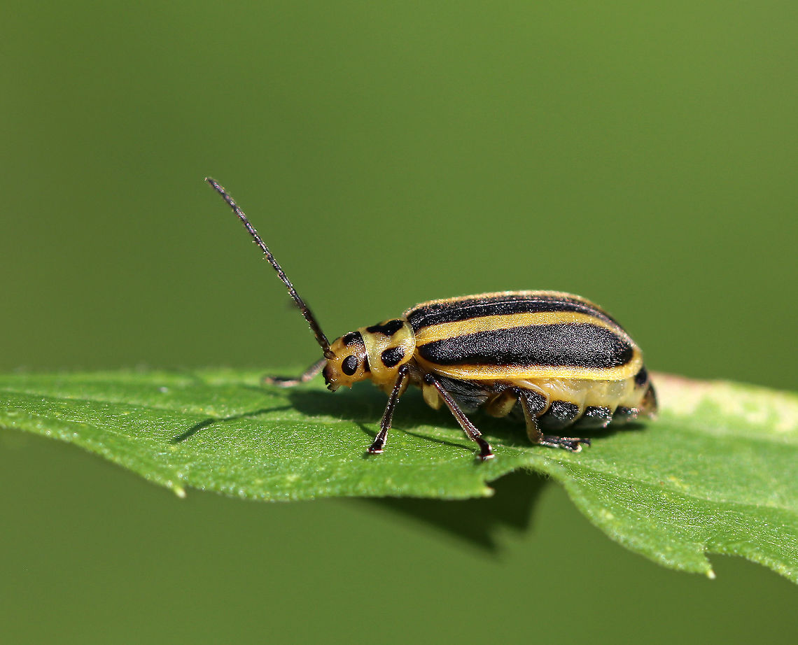 Leaf Skeletonizing Beetle - Trirhabda adela Total length: 7 mm. Black and yellow striped beetle with a plump abdomen.  Spotted in a rural garden.<br />
<figure class="photo"><a href="https://www.jungledragon.com/image/64401/leaf_skeletonizing_beetle.html" title="Leaf Skeletonizing Beetle"><img src="https://s3.amazonaws.com/media.jungledragon.com/images/3232/64401_thumb.jpg?AWSAccessKeyId=05GMT0V3GWVNE7GGM1R2&Expires=1759968010&Signature=e4g10jX9PTzGF8de3f211D20NZg%3D" width="200" height="160" alt="Leaf Skeletonizing Beetle Total length: 7 mm. Black and yellow striped beetle with a plump abdomen. Spotted in a rural garden.<br />
https://www.jungledragon.com/image/64400/leaf_skeletonizing_beetle_-_trirhabda_adela.html<br />
https://www.jungledragon.com/image/64399/leaf_skeletonizing_beetle_-_trirhabda_adela.html<br />
https://www.jungledragon.com/image/64398/leaf_skeletonizing_beetle_-_trirhabda_adela.html  Geotagged,Leaf Skeletonizing Beetle,Summer,Trirhabda adela,United States,beetle" /></a></figure><br />
<figure class="photo"><a href="https://www.jungledragon.com/image/64399/leaf_skeletonizing_beetle_-_trirhabda_adela.html" title="Leaf Skeletonizing Beetle - Trirhabda adela"><img src="https://s3.amazonaws.com/media.jungledragon.com/images/3232/64399_thumb.jpg?AWSAccessKeyId=05GMT0V3GWVNE7GGM1R2&Expires=1759968010&Signature=JbzwEkfJo0JZeXd2CjGOfm2Ir84%3D" width="200" height="162" alt="Leaf Skeletonizing Beetle - Trirhabda adela Total length: 7 mm. Black and yellow striped beetle with a plump abdomen. Spotted in a rural garden.<br />
https://www.jungledragon.com/image/64398/leaf_skeletonizing_beetle_-_trirhabda_adela.html<br />
https://www.jungledragon.com/image/64400/leaf_skeletonizing_beetle_-_trirhabda_adela.html<br />
https://www.jungledragon.com/image/64401/leaf_skeletonizing_beetle.html Geotagged,Leaf Skeletonizing Beetle,Summer,Trirhabda,Trirhabda adela,United States,beetle" /></a></figure><br />
<figure class="photo"><a href="https://www.jungledragon.com/image/64400/leaf_skeletonizing_beetle_-_trirhabda_adela.html" title="Leaf Skeletonizing Beetle - Trirhabda adela"><img src="https://s3.amazonaws.com/media.jungledragon.com/images/3232/64400_thumb.jpg?AWSAccessKeyId=05GMT0V3GWVNE7GGM1R2&Expires=1759968010&Signature=phBEoyg8adb1bvI4UPjY%2F%2BjpX6I%3D" width="118" height="152" alt="Leaf Skeletonizing Beetle - Trirhabda adela Total length: 7 mm. Black and yellow striped beetle with a plump abdomen. Spotted in a rural garden. <br />
https://www.jungledragon.com/image/64401/leaf_skeletonizing_beetle.html<br />
https://www.jungledragon.com/image/64399/leaf_skeletonizing_beetle_-_trirhabda_adela.html<br />
https://www.jungledragon.com/image/64398/leaf_skeletonizing_beetle_-_trirhabda_adela.html Geotagged,Leaf Skeletonizing Beetle,Summer,Trirhabda adela,United States,beetle" /></a></figure> Geotagged,Leaf Skeletonizing Beetle,Summer,Trirhabda,Trirhabda adela,United States,beetle,leaf beetle
