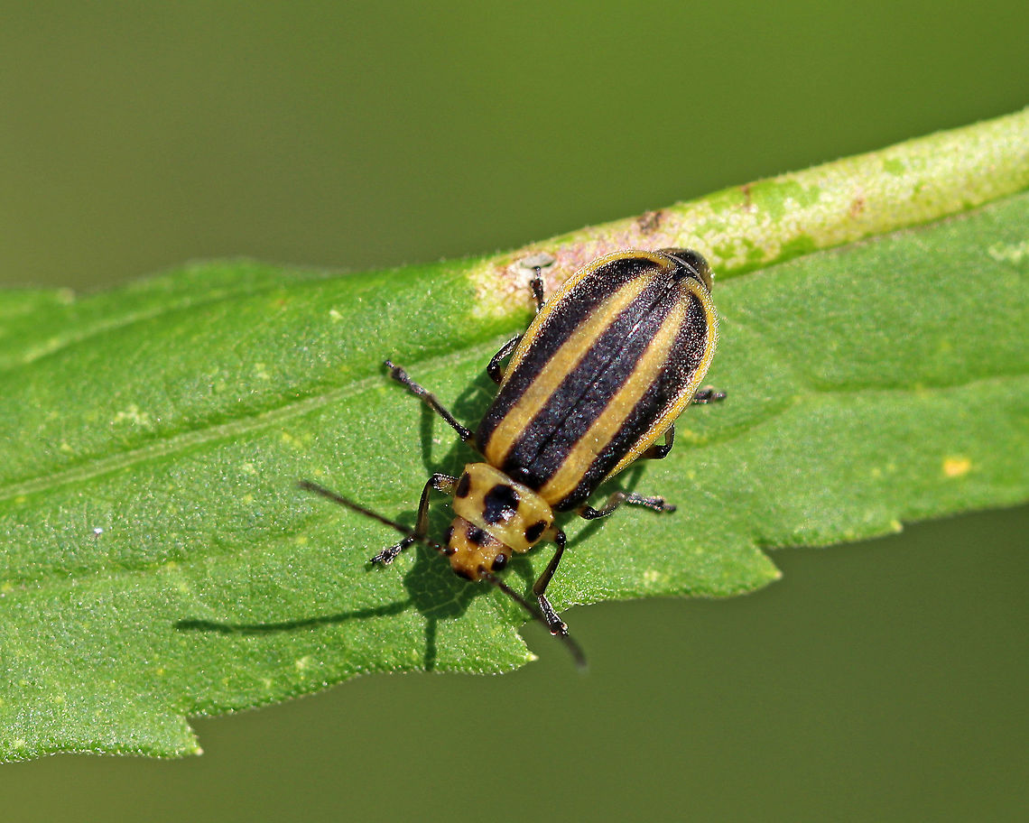 Leaf Skeletonizing Beetle - Trirhabda adela Total length: 7 mm. Black and yellow striped beetle with a plump abdomen. Spotted in a rural garden.<br />
<figure class="photo"><a href="https://www.jungledragon.com/image/64398/leaf_skeletonizing_beetle_-_trirhabda_adela.html" title="Leaf Skeletonizing Beetle - Trirhabda adela"><img src="https://s3.amazonaws.com/media.jungledragon.com/images/3232/64398_thumb.jpg?AWSAccessKeyId=05GMT0V3GWVNE7GGM1R2&Expires=1759968010&Signature=LbDEXExs5RXfUwYIUvXJyE37QdY%3D" width="200" height="162" alt="Leaf Skeletonizing Beetle - Trirhabda adela Total length: 7 mm. Black and yellow striped beetle with a plump abdomen.  Spotted in a rural garden.<br />
https://www.jungledragon.com/image/64401/leaf_skeletonizing_beetle.html<br />
https://www.jungledragon.com/image/64399/leaf_skeletonizing_beetle_-_trirhabda_adela.html<br />
https://www.jungledragon.com/image/64400/leaf_skeletonizing_beetle_-_trirhabda_adela.html Geotagged,Leaf Skeletonizing Beetle,Summer,Trirhabda,Trirhabda adela,United States,beetle,leaf beetle" /></a></figure><br />
<figure class="photo"><a href="https://www.jungledragon.com/image/64400/leaf_skeletonizing_beetle_-_trirhabda_adela.html" title="Leaf Skeletonizing Beetle - Trirhabda adela"><img src="https://s3.amazonaws.com/media.jungledragon.com/images/3232/64400_thumb.jpg?AWSAccessKeyId=05GMT0V3GWVNE7GGM1R2&Expires=1759968010&Signature=phBEoyg8adb1bvI4UPjY%2F%2BjpX6I%3D" width="118" height="152" alt="Leaf Skeletonizing Beetle - Trirhabda adela Total length: 7 mm. Black and yellow striped beetle with a plump abdomen. Spotted in a rural garden. <br />
https://www.jungledragon.com/image/64401/leaf_skeletonizing_beetle.html<br />
https://www.jungledragon.com/image/64399/leaf_skeletonizing_beetle_-_trirhabda_adela.html<br />
https://www.jungledragon.com/image/64398/leaf_skeletonizing_beetle_-_trirhabda_adela.html Geotagged,Leaf Skeletonizing Beetle,Summer,Trirhabda adela,United States,beetle" /></a></figure><br />
<figure class="photo"><a href="https://www.jungledragon.com/image/64401/leaf_skeletonizing_beetle.html" title="Leaf Skeletonizing Beetle"><img src="https://s3.amazonaws.com/media.jungledragon.com/images/3232/64401_thumb.jpg?AWSAccessKeyId=05GMT0V3GWVNE7GGM1R2&Expires=1759968010&Signature=e4g10jX9PTzGF8de3f211D20NZg%3D" width="200" height="160" alt="Leaf Skeletonizing Beetle Total length: 7 mm. Black and yellow striped beetle with a plump abdomen. Spotted in a rural garden.<br />
https://www.jungledragon.com/image/64400/leaf_skeletonizing_beetle_-_trirhabda_adela.html<br />
https://www.jungledragon.com/image/64399/leaf_skeletonizing_beetle_-_trirhabda_adela.html<br />
https://www.jungledragon.com/image/64398/leaf_skeletonizing_beetle_-_trirhabda_adela.html  Geotagged,Leaf Skeletonizing Beetle,Summer,Trirhabda adela,United States,beetle" /></a></figure> Geotagged,Leaf Skeletonizing Beetle,Summer,Trirhabda,Trirhabda adela,United States,beetle