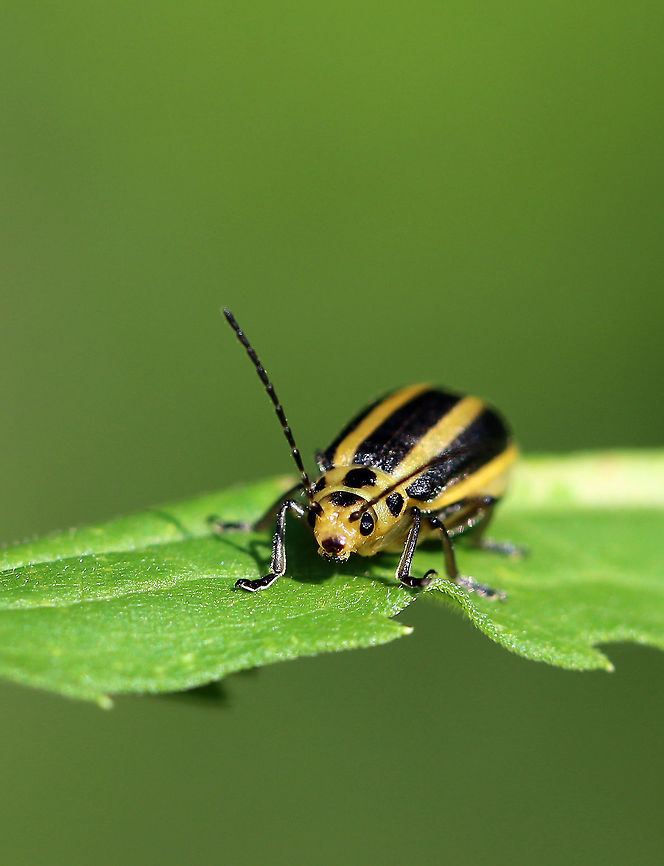 Leaf Skeletonizing Beetle - Trirhabda adela Total length: 7 mm. Black and yellow striped beetle with a plump abdomen. Spotted in a rural garden. <br />
<figure class="photo"><a href="https://www.jungledragon.com/image/64401/leaf_skeletonizing_beetle.html" title="Leaf Skeletonizing Beetle"><img src="https://s3.amazonaws.com/media.jungledragon.com/images/3232/64401_thumb.jpg?AWSAccessKeyId=05GMT0V3GWVNE7GGM1R2&Expires=1769040010&Signature=KEtkgl0ZSuq%2BQopwpRcGOGznziA%3D" width="200" height="160" alt="Leaf Skeletonizing Beetle Total length: 7 mm. Black and yellow striped beetle with a plump abdomen. Spotted in a rural garden.<br />
https://www.jungledragon.com/image/64400/leaf_skeletonizing_beetle_-_trirhabda_adela.html<br />
https://www.jungledragon.com/image/64399/leaf_skeletonizing_beetle_-_trirhabda_adela.html<br />
https://www.jungledragon.com/image/64398/leaf_skeletonizing_beetle_-_trirhabda_adela.html  Geotagged,Leaf Skeletonizing Beetle,Summer,Trirhabda adela,United States,beetle" /></a></figure><br />
<figure class="photo"><a href="https://www.jungledragon.com/image/64399/leaf_skeletonizing_beetle_-_trirhabda_adela.html" title="Leaf Skeletonizing Beetle - Trirhabda adela"><img src="https://s3.amazonaws.com/media.jungledragon.com/images/3232/64399_thumb.jpg?AWSAccessKeyId=05GMT0V3GWVNE7GGM1R2&Expires=1769040010&Signature=CeBdpTJsxSVb3hIEf6w5Kmr5Jgw%3D" width="200" height="162" alt="Leaf Skeletonizing Beetle - Trirhabda adela Total length: 7 mm. Black and yellow striped beetle with a plump abdomen. Spotted in a rural garden.<br />
https://www.jungledragon.com/image/64398/leaf_skeletonizing_beetle_-_trirhabda_adela.html<br />
https://www.jungledragon.com/image/64400/leaf_skeletonizing_beetle_-_trirhabda_adela.html<br />
https://www.jungledragon.com/image/64401/leaf_skeletonizing_beetle.html Geotagged,Leaf Skeletonizing Beetle,Summer,Trirhabda,Trirhabda adela,United States,beetle" /></a></figure><br />
<figure class="photo"><a href="https://www.jungledragon.com/image/64398/leaf_skeletonizing_beetle_-_trirhabda_adela.html" title="Leaf Skeletonizing Beetle - Trirhabda adela"><img src="https://s3.amazonaws.com/media.jungledragon.com/images/3232/64398_thumb.jpg?AWSAccessKeyId=05GMT0V3GWVNE7GGM1R2&Expires=1769040010&Signature=3EAFavCK2GFfL7ovrjn0PsfnPkI%3D" width="200" height="162" alt="Leaf Skeletonizing Beetle - Trirhabda adela Total length: 7 mm. Black and yellow striped beetle with a plump abdomen.  Spotted in a rural garden.<br />
https://www.jungledragon.com/image/64401/leaf_skeletonizing_beetle.html<br />
https://www.jungledragon.com/image/64399/leaf_skeletonizing_beetle_-_trirhabda_adela.html<br />
https://www.jungledragon.com/image/64400/leaf_skeletonizing_beetle_-_trirhabda_adela.html Geotagged,Leaf Skeletonizing Beetle,Summer,Trirhabda,Trirhabda adela,United States,beetle,leaf beetle" /></a></figure> Geotagged,Leaf Skeletonizing Beetle,Summer,Trirhabda adela,United States,beetle