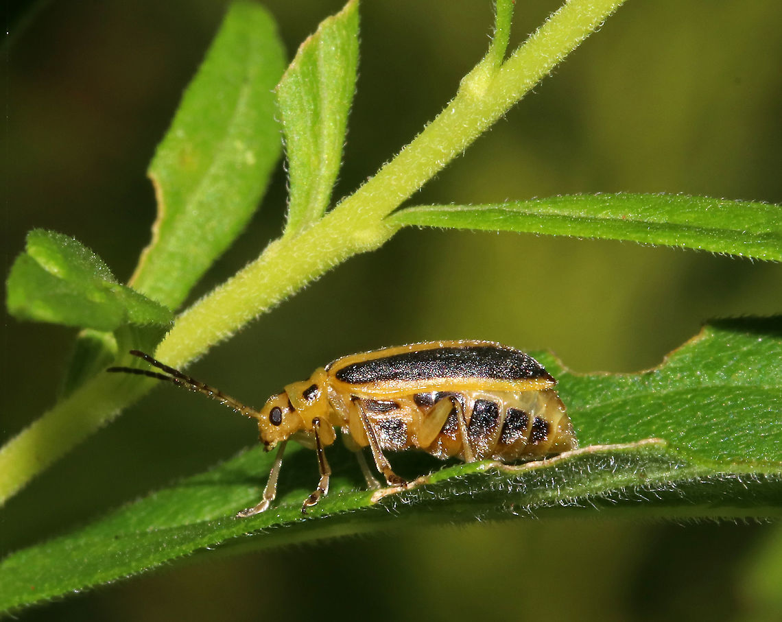 Leaf Skeletonizing Beetle Total length: 7 mm. Black and yellow striped beetle with a plump abdomen. Spotted in a rural garden.<br />
<figure class="photo"><a href="https://www.jungledragon.com/image/64400/leaf_skeletonizing_beetle_-_trirhabda_adela.html" title="Leaf Skeletonizing Beetle - Trirhabda adela"><img src="https://s3.amazonaws.com/media.jungledragon.com/images/3232/64400_thumb.jpg?AWSAccessKeyId=05GMT0V3GWVNE7GGM1R2&Expires=1769040010&Signature=OPU3BvXf5AoNgP6OFz3urBEqjzE%3D" width="118" height="152" alt="Leaf Skeletonizing Beetle - Trirhabda adela Total length: 7 mm. Black and yellow striped beetle with a plump abdomen. Spotted in a rural garden. <br />
https://www.jungledragon.com/image/64401/leaf_skeletonizing_beetle.html<br />
https://www.jungledragon.com/image/64399/leaf_skeletonizing_beetle_-_trirhabda_adela.html<br />
https://www.jungledragon.com/image/64398/leaf_skeletonizing_beetle_-_trirhabda_adela.html Geotagged,Leaf Skeletonizing Beetle,Summer,Trirhabda adela,United States,beetle" /></a></figure><br />
<figure class="photo"><a href="https://www.jungledragon.com/image/64399/leaf_skeletonizing_beetle_-_trirhabda_adela.html" title="Leaf Skeletonizing Beetle - Trirhabda adela"><img src="https://s3.amazonaws.com/media.jungledragon.com/images/3232/64399_thumb.jpg?AWSAccessKeyId=05GMT0V3GWVNE7GGM1R2&Expires=1769040010&Signature=CeBdpTJsxSVb3hIEf6w5Kmr5Jgw%3D" width="200" height="162" alt="Leaf Skeletonizing Beetle - Trirhabda adela Total length: 7 mm. Black and yellow striped beetle with a plump abdomen. Spotted in a rural garden.<br />
https://www.jungledragon.com/image/64398/leaf_skeletonizing_beetle_-_trirhabda_adela.html<br />
https://www.jungledragon.com/image/64400/leaf_skeletonizing_beetle_-_trirhabda_adela.html<br />
https://www.jungledragon.com/image/64401/leaf_skeletonizing_beetle.html Geotagged,Leaf Skeletonizing Beetle,Summer,Trirhabda,Trirhabda adela,United States,beetle" /></a></figure><br />
<figure class="photo"><a href="https://www.jungledragon.com/image/64398/leaf_skeletonizing_beetle_-_trirhabda_adela.html" title="Leaf Skeletonizing Beetle - Trirhabda adela"><img src="https://s3.amazonaws.com/media.jungledragon.com/images/3232/64398_thumb.jpg?AWSAccessKeyId=05GMT0V3GWVNE7GGM1R2&Expires=1769040010&Signature=3EAFavCK2GFfL7ovrjn0PsfnPkI%3D" width="200" height="162" alt="Leaf Skeletonizing Beetle - Trirhabda adela Total length: 7 mm. Black and yellow striped beetle with a plump abdomen.  Spotted in a rural garden.<br />
https://www.jungledragon.com/image/64401/leaf_skeletonizing_beetle.html<br />
https://www.jungledragon.com/image/64399/leaf_skeletonizing_beetle_-_trirhabda_adela.html<br />
https://www.jungledragon.com/image/64400/leaf_skeletonizing_beetle_-_trirhabda_adela.html Geotagged,Leaf Skeletonizing Beetle,Summer,Trirhabda,Trirhabda adela,United States,beetle,leaf beetle" /></a></figure>  Geotagged,Leaf Skeletonizing Beetle,Summer,Trirhabda adela,United States,beetle