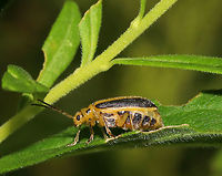 Leaf Skeletonizing Beetle Total length: 7 mm. Black and yellow striped beetle with a plump abdomen. Spotted in a rural garden.<br />
https://www.jungledragon.com/image/64400/leaf_skeletonizing_beetle_-_trirhabda_adela.html<br />
https://www.jungledragon.com/image/64399/leaf_skeletonizing_beetle_-_trirhabda_adela.html<br />
https://www.jungledragon.com/image/64398/leaf_skeletonizing_beetle_-_trirhabda_adela.html Geotagged,Leaf Skeletonizing Beetle,Summer,Trirhabda adela,United States,beetle