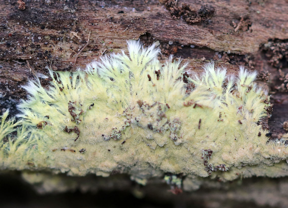 Trechispora vaga This fungus was beautiful, soft, fuzzy, and branching. Spotted on rotting wood in a mixed swamp. Geotagged,Spring,Trechispora,Trechispora vaga,United States,fungus