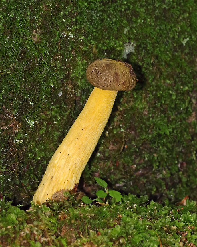 Ornate-stalked bolete - Retiboletus ornatipes Height: 12 cm tall. Convex, dry, brown cap. Yellow pores. Yellow reticulate stipe with brown discoloration. Flesh was also yellow.<br />
<br />
Growing in some moss, up against a rock, in a deciduous forest with lots of oak, birch, and beech. Geotagged,Ornate-stalked bolete,Retiboletus ornatipes,Summer,United States,bolete,mushroom,retiboletus
