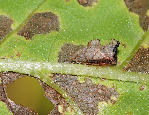 Keeled Treehopper - Entylia carinata This treehopper was about 4-5 mm long and blended in perfectly on these chewed up sunflower (Helianthus sp.) leaves! I love inspecting chewed up and damaged plants because you never know what insect(s) you'll find!

Spotted in a rural garden.
https://www.jungledragon.com/image/64447/keeled_treehopper_-_entylia_carinata.html Entylia,Entylia carinata,Geotagged,Summer,United States,keeled treehopper,treehopper