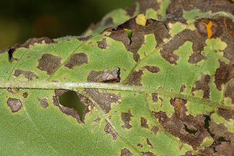 Keeled Treehopper - Entylia carinata This treehopper was about 4-5 mm long and blended in perfectly on these chewed up sunflower (Helianthus sp.) leaves! I love inspecting chewed up and damaged plants because you never know what insect(s) you'll find!

 Spotted in a rural garden. 
https://www.jungledragon.com/image/64446/keeled_treehopper_-_entylia_carinata.html
 Entylia,Entylia carinata,Geotagged,Keeled Treehopper,Summer,United States,treehopper
