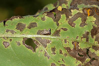 Keeled Treehopper - Entylia carinata This treehopper was about 4-5 mm long and blended in perfectly on these chewed up sunflower (Helianthus sp.) leaves! I love inspecting chewed up and damaged plants because you never know what insect(s) you'll find!<br />
<br />
 Spotted in a rural garden. <br />
https://www.jungledragon.com/image/64446/keeled_treehopper_-_entylia_carinata.html<br />
 Entylia,Entylia carinata,Geotagged,Keeled Treehopper,Summer,United States,treehopper
