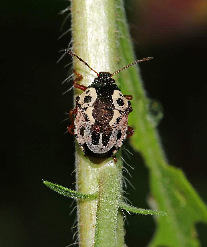 Anchor Stink Bug - Stiretrus anchorago The markings and color of this species are highly variable, but are distinguishable from other predatory pentatomids by the large U-shaped scutellum, which almost reaches to the tip of the abdomen.<br />
<br />
These stink bugs feed on the larvae of insects, such as beetles, butterflies, and moths.<br />
<br />
Spotted in a rural garden. Geotagged,Stiretrus,Stiretrus anchorago,Summer,United States,anchor stink bug,bug,stink bug