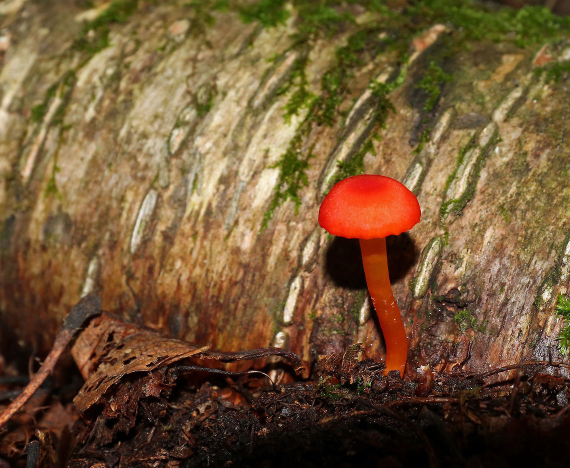 Honey Waxcap - Hygrocybe reidii Height: ~ 30 mm.  Bright, scarlet red, dry, conical cap with a slightly scalloped margin. Waxy, pale yellow, distant gills with short gills that were broadly attached to the stipe. The stipe was red, dry, bald, equal, and had a white base.  The mushroom had a sweet scent - like honey.<br />
<br />
Growing out of fallen, rotting birch in a mostly deciduous forest. Geotagged,Hygrocybe reidii,Summer,United States,fungus,hygrocybe,mushroom,red,red mushroom,waxcap