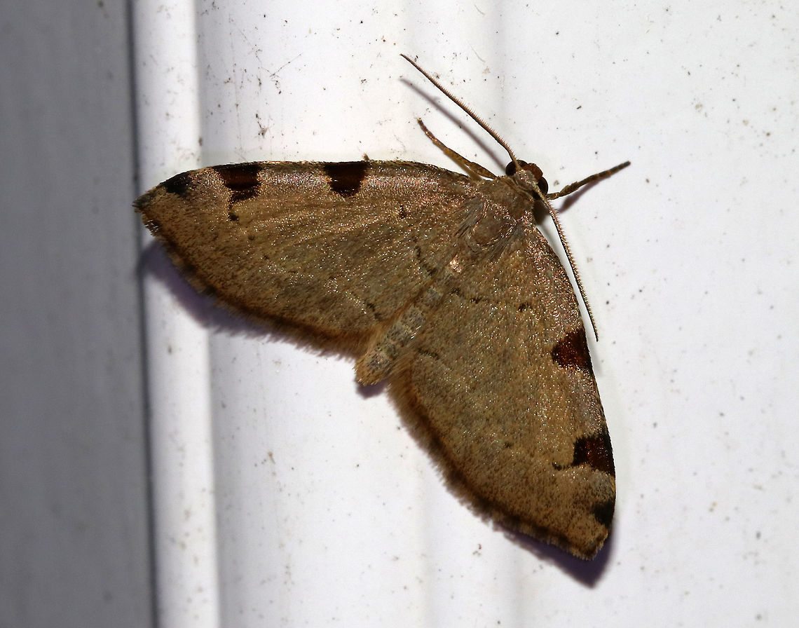 Three-patched Bigwing - Heterophleps refusaria Wingspan: 25 mm.  Brown forewings with faint antemedial, postmedial, and subtermianl lines that end as brown patches along the costa. Geotagged,Heterophleps,Heterophleps refusaria,Summer,Three-patched Bigwing,United States,heterophelps refusaria,moth