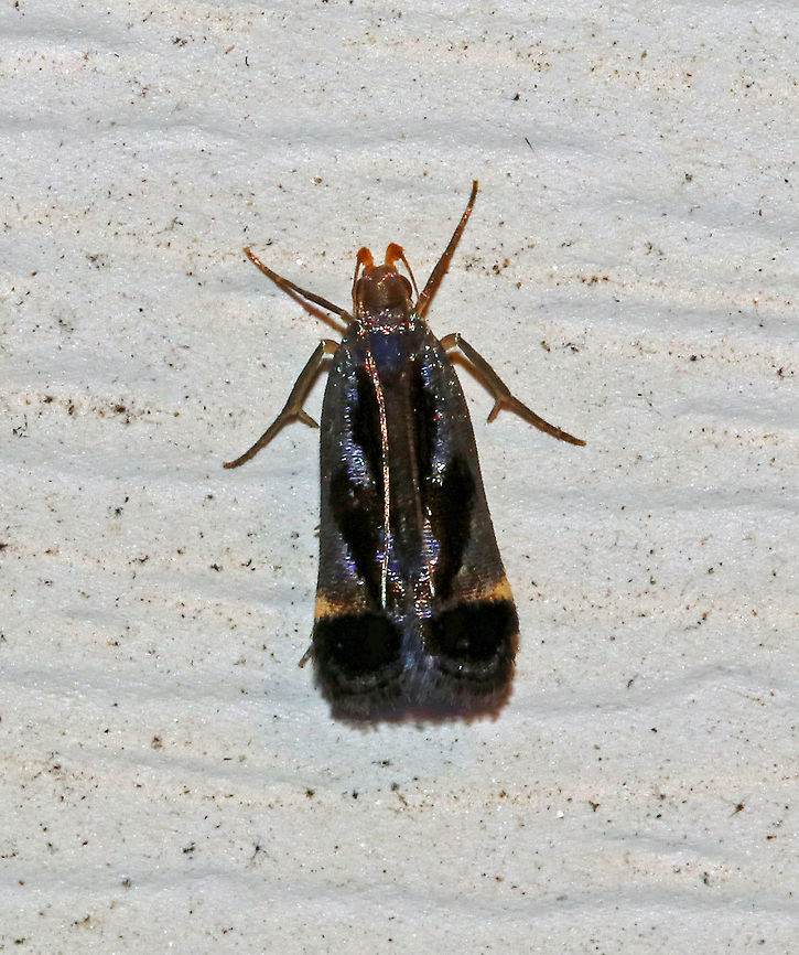 Shining Dichomeris - Dichomeris ochripalpella This moth was so shiny and beautiful!<br />
<br />
Total length: ~ 7 mm.  Black forewing has metallic silvery blue patches. Labial palps are orange. <br />
<br />
It was attracted to a light in a rural area. Dichomeris,Dichomeris ochripalpella,Geotagged,Shining Dichomeris,Summer,United States,moth