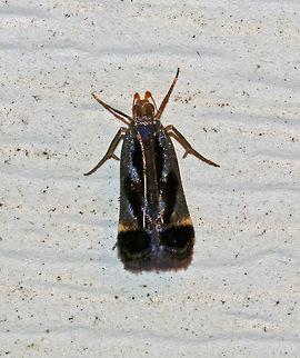 Shining dichomeris moth