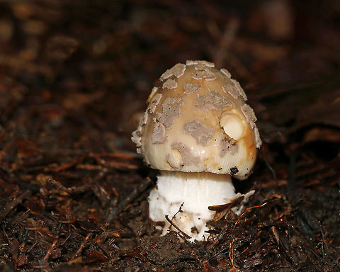 Piebald Ringless Amanita - Amanita variicolor (Provisional name) A small, button Amanita with a tan cap that was lighter (cream colored) near the margin. The cap was covered rough, dry, buff colored patches. Margin was striate. Stout, white stem and crowded, white gills. Growing on the ground in a mixed forest.
*This ID is not confirmed, but this mushroom will need to be tested. Plus, this species is considered new to science and is still a provisional name. Amanita variicolor,Geotagged,Piebald Ringless Amanita,Summer,United States,amanita,fungus,mushroom