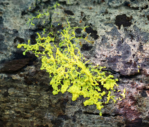Many-headed Slime - Physarum polycephalum This enigmatic slime mold moves using shuttle streaming, which is characterized by rhythmic back-and-forth flow of the protoplasm. Incredibly, this slime mold exhibits intelligent characteristics similar to those seen in single-celled creatures and social insects. For example, it is able to solve the shortest path problem - When grown in a maze, P. polycephalum will retract from everywhere in the maze, except the shortest route connecting the food sources, thus producing efficient networks by getting to the food using the shortest route. Amazing!

Growing on rotting wood in a deciduous forest. Geotagged,Many-headed slime,Physarum,Physarum polycephalum,Summer,United States,slime mold
