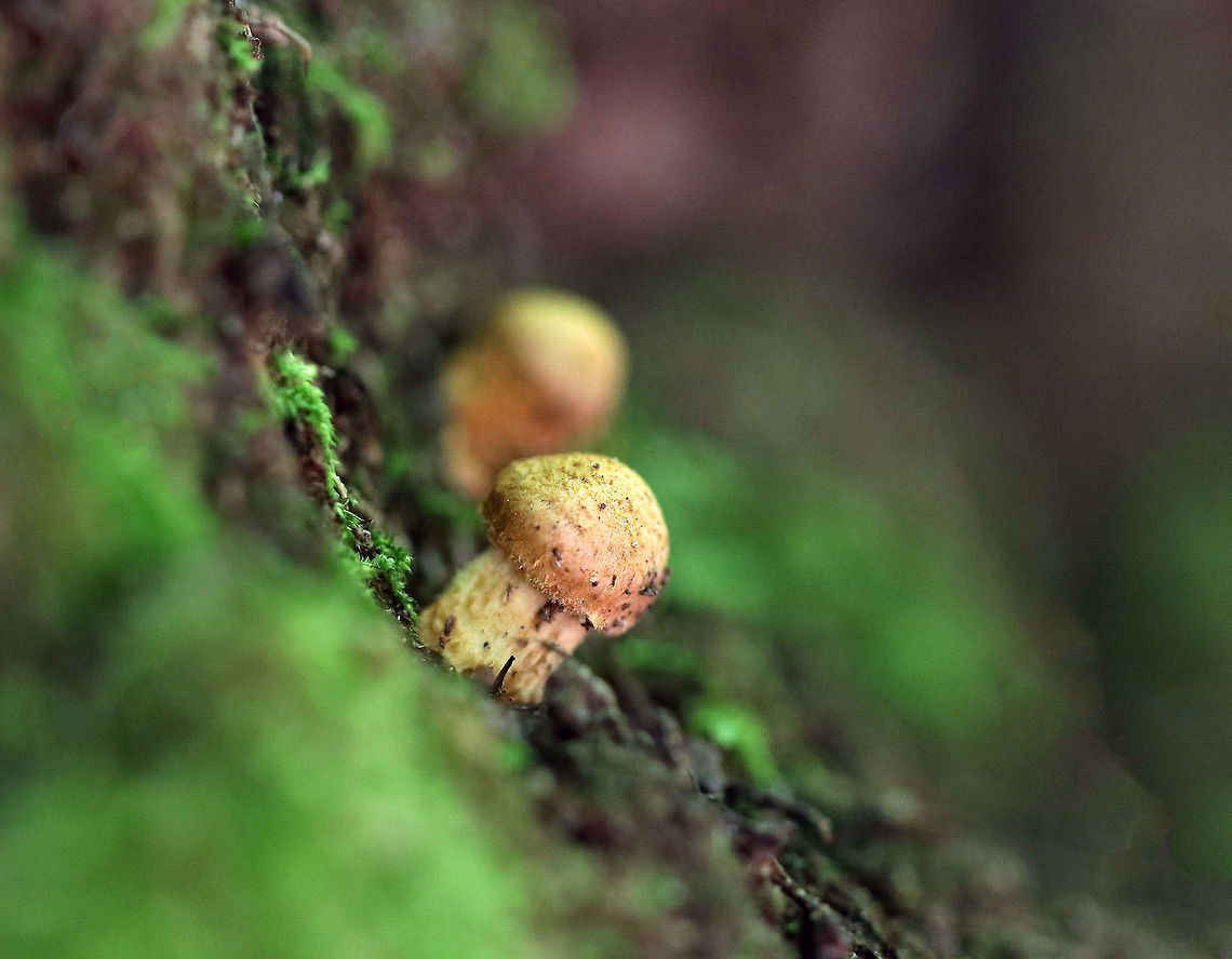 Mushrooms - Inocybe sp. Cute, little button mushrooms that were only about 1 cm tall. Caps were shaggy and tan. Stipes were also shaggy and tan.<br />
<br />
Growing on rotting wood in a deciduous forest. Geotagged,Summer,United States,fungus,inocybe,mushroom