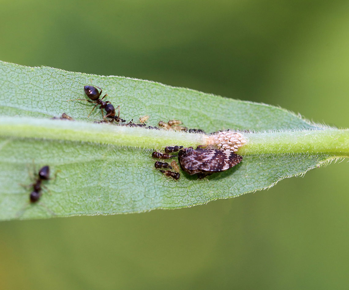 Treehopper Aggregation Tended by Ants - Publilia concava with Formica sp. Treehoppers are often tended by ants as part of a mutualistic relationship. Treehoppers secrete honeydew, which is made mostly from excess plant sap that they consume. Ants &quot;farm&quot; the treehoppers for their honeydew. To do this, an ant grasps a treehopper and strokes it with its antennae. This causes a droplet of honeydew to appear at the tip of the treehopper&rsquo;s abdomen, which the ant then consumes. Both insects benefit from this mutualistic relationship: The ants get honeydew, and in return, they protect the treehoppers from predators.<br />
<br />
Female treehoppers deposit eggs along the midrib of host plants.  Nymphs and adult treehoppers are tended by ants, and this tending has a strong positive influence on treehopper survival.<br />
<br />
In this shot, there was one adult treehopper, numerous nymphs, hatched eggs, and ants (Formica sp.). They were on goldenrod (Solidago sp.) in a rural garden.  The ants were dutifully tending the treehoppers :) Geotagged,Publilia concava,Summer,United States,ants,formica,mutualism,publilia,treehopper