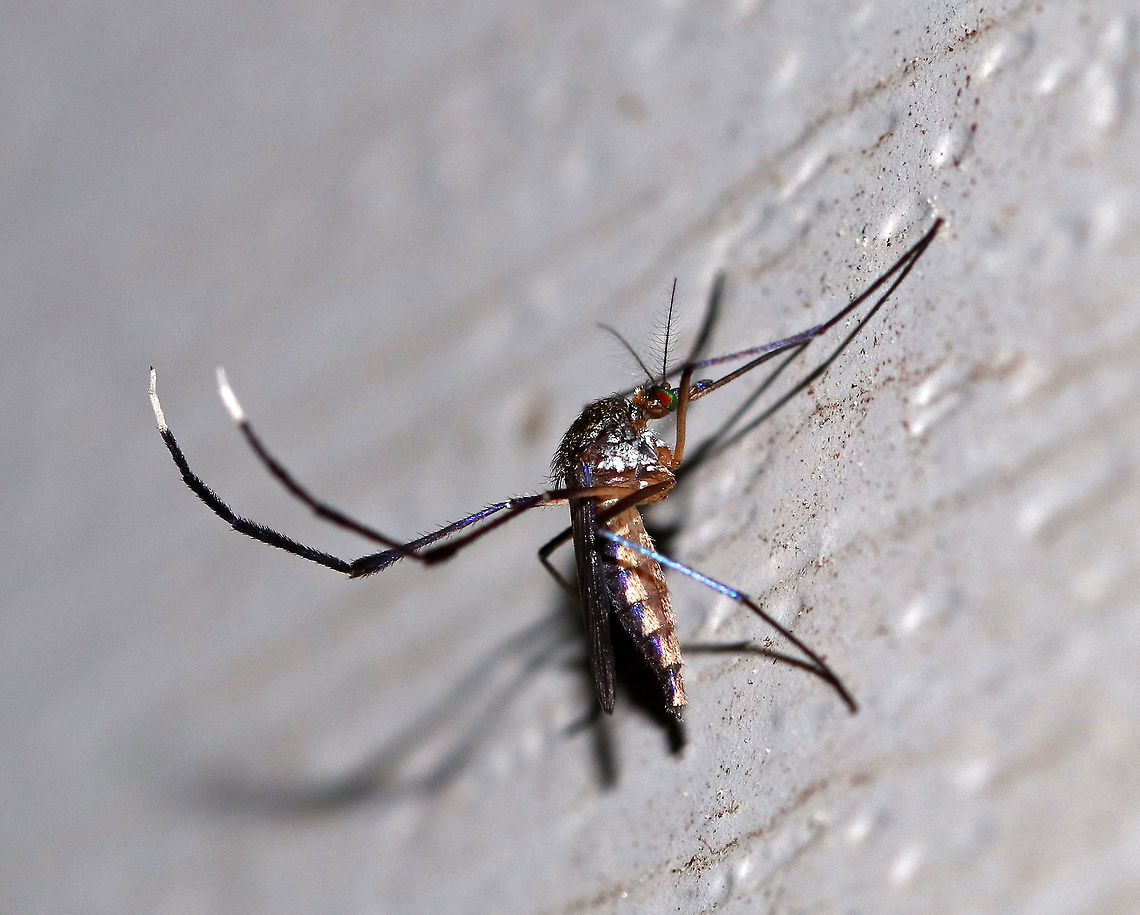 White-footed Mosquito (Female) - Psorophora ferox Total length: ~6 mm. The legs, wings, and abdominal segments have purple iridescent scales. Tarsal segments 4 and 5 are entirely pale scaled.  These mosquitoes prefer mammalian blood. <br />
<br />
&quot;Ferox&quot; means: fierce, wild, bold, courageous, warlike, spirited, etc. It is definitely an appropriate name for this species as they inflict a very painful bite and they are so aggressive.<br />
<br />
Female Psorophora ferox frequently bite people. Numerous viruses have been isolated from Psorophora ferox. However, the sylvatic nature of this species likely prevents it from being a major vector in transmitting pathogens to humans.<br />
<br />
I found this mosquito sitting next to me on a chair on my deck. I was shocked to see it resting there! They usually attack fairly quickly, but this female was gravid, so she must have been sated for the moment.<br />
<br />
<figure class="photo"><a href="https://www.jungledragon.com/image/64515/white-footed_mosquito_female_-_psorophora_ferox.html" title="White-footed Mosquito (Female) - Psorophora ferox"><img src="https://s3.amazonaws.com/media.jungledragon.com/images/3232/64515_thumb.jpg?AWSAccessKeyId=05GMT0V3GWVNE7GGM1R2&Expires=1759968010&Signature=CtpC669zB6Z4E%2FAXLNFzOrnoc7A%3D" width="114" height="152" alt="White-footed Mosquito (Female) - Psorophora ferox Total length: ~6 mm. The legs, wings, and abdominal segments have purple iridescent scales. Tarsal segments 4 and 5 are entirely pale scaled. These mosquitoes prefer mammalian blood. <br />
<br />
 &quot;Ferox&quot; means: fierce, wild, bold, courageous, warlike, spirited, etc. It is definitely an appropriate name for this species as they inflict a very painful bite and they are so aggressive.<br />
<br />
 Female Psorophora ferox frequently bite people. Numerous viruses have been isolated from Psorophora ferox. However, the sylvatic nature of this species likely prevents it from being a major vector in transmitting pathogens to humans.<br />
<br />
 I found this mosquito sitting next to me on a chair on my deck. I was shocked to see it resting there! They usually attack fairly quickly, but this female was gravid, so she must have been sated for the moment.<br />
<br />
https://www.jungledragon.com/image/64514/white-footed_mosquito_female_-_psorophora_ferox.html<br />
https://www.jungledragon.com/image/64517/white-footed_mosquito_female_-_psorophora_ferox.html<br />
<br />
 Sorry for the horrendous video quality, but I wanted to show how these mosquitoes walk - with lifting their hind legs: https://vimeo.com/283723871<br />
 Geotagged,Psorophora ferox,Summer,United States,White-footed Mosquito,female mosquito,mosquito,psorophora" /></a></figure><br />
<figure class="photo"><a href="https://www.jungledragon.com/image/64517/white-footed_mosquito_female_-_psorophora_ferox.html" title="White-footed Mosquito (Female) - Psorophora ferox"><img src="https://s3.amazonaws.com/media.jungledragon.com/images/3232/64517_thumb.jpg?AWSAccessKeyId=05GMT0V3GWVNE7GGM1R2&Expires=1759968010&Signature=6bI%2Br7nQgTWmqfUbi41FxtGByq4%3D" width="124" height="152" alt="White-footed Mosquito (Female) - Psorophora ferox Total length: ~6 mm. The legs, wings, and abdominal segments have purple iridescent scales. Tarsal segments 4 and 5 are entirely pale scaled. These mosquitoes prefer mammalian blood. <br />
<br />
 &quot;Ferox&quot; means: fierce, wild, bold, courageous, warlike, spirited, etc. It is definitely an appropriate name for this species as they inflict a very painful bite and they are so aggressive.<br />
<br />
 Female Psorophora ferox frequently bite people. Numerous viruses have been isolated from Psorophora ferox. However, the sylvatic nature of this species likely prevents it from being a major vector in transmitting pathogens to humans.<br />
<br />
 I found this mosquito sitting next to me on a chair on my deck. I was shocked to see it resting there! They usually attack fairly quickly, but this female was gravid, so she must have been sated for the moment.<br />
<br />
https://www.jungledragon.com/image/64515/white-footed_mosquito_female_-_psorophora_ferox.html<br />
https://www.jungledragon.com/image/64514/white-footed_mosquito_female_-_psorophora_ferox.html<br />
<br />
 Sorry for the horrendous video quality, but I wanted to show how these mosquitoes walk - with lifting their hind legs: https://vimeo.com/283723871<br />
 Geotagged,Psorophora ferox,Summer,United States,White-footed Mosquito,female mosquito,mosquito,psorophora" /></a></figure><br />
<br />
<br />
Sorry for the horrendous video quality, but I wanted to show how these mosquitoes walk - with lifting their hind legs:<br />
<section class="video"><iframe width="448" height="252" src="https://player.vimeo.com/video/283723871?title=0&byline=0&portrait=0" frameborder="0"></iframe></section><br />
 Geotagged,Psorophora ferox,Summer,United States,White-footed Mosquito,mosquito,psorophora
