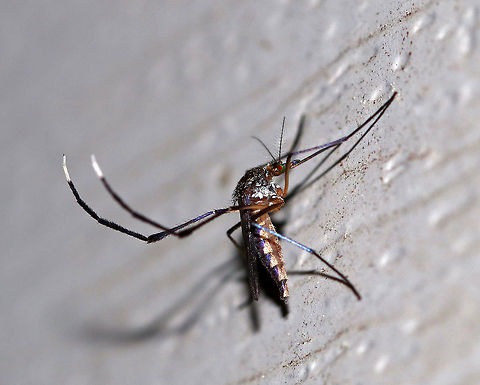 White-footed Mosquito (Female) - Psorophora ferox Total length: ~6 mm. The legs, wings, and abdominal segments have purple iridescent scales. Tarsal segments 4 and 5 are entirely pale scaled. These mosquitoes prefer mammalian blood.
"Ferox" means: fierce, wild, bold, courageous, warlike, spirited, etc. It is definitely an appropriate name for this species as they inflict a very painful bite and they are so aggressive.
Female Psorophora ferox frequently bite people. Numerous viruses have been isolated from Psorophora ferox. However, the sylvatic nature of this species likely prevents it from being a major vector in transmitting pathogens to humans.
I found this mosquito sitting next to me on a chair on my deck. I was shocked to see it resting there! They usually attack fairly quickly, but this female was gravid, so she must have been sated for the moment.
https://www.jungledragon.com/image/64515/white-footed_mosquito_female_-_psorophora_ferox.html
https://www.jungledragon.com/image/64517/white-footed_mosquito_female_-_psorophora_ferox.html
Sorry for the horrendous video quality, but I wanted to show how these mosquitoes walk - with lifting their hind legs:
https://vimeo.com/283723871
Geotagged,Psorophora ferox,Summer,United States,White-footed Mosquito,mosquito,psorophora