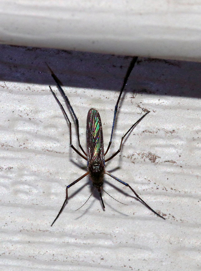 White-footed Mosquito (Female) - Psorophora ferox Total length: ~6 mm. The legs, wings, and abdominal segments have purple iridescent scales. Tarsal segments 4 and 5 are entirely pale scaled. These mosquitoes prefer mammalian blood. <br />
<br />
 "Ferox" means: fierce, wild, bold, courageous, warlike, spirited, etc. It is definitely an appropriate name for this species as they inflict a very painful bite and they are so aggressive.<br />
<br />
 Female Psorophora ferox frequently bite people. Numerous viruses have been isolated from Psorophora ferox. However, the sylvatic nature of this species likely prevents it from being a major vector in transmitting pathogens to humans.<br />
<br />
 I found this mosquito sitting next to me on a chair on my deck. I was shocked to see it resting there! They usually attack fairly quickly, but this female was gravid, so she must have been sated for the moment.<br />
<br />
<figure class="photo"><a href="https://www.jungledragon.com/image/64514/white-footed_mosquito_female_-_psorophora_ferox.html" title="White-footed Mosquito (Female) - Psorophora ferox"><img src="https://s3.amazonaws.com/media.jungledragon.com/images/3232/64514_thumb.jpg?AWSAccessKeyId=05GMT0V3GWVNE7GGM1R2&Expires=1770854410&Signature=9x5ILjRyfO8IAzEYgS2cwtjiIYk%3D" width="200" height="162" alt="White-footed Mosquito (Female) - Psorophora ferox Total length: ~6 mm. The legs, wings, and abdominal segments have purple iridescent scales. Tarsal segments 4 and 5 are entirely pale scaled.  These mosquitoes prefer mammalian blood. <br />
<br />
"Ferox" means: fierce, wild, bold, courageous, warlike, spirited, etc. It is definitely an appropriate name for this species as they inflict a very painful bite and they are so aggressive.<br />
<br />
Female Psorophora ferox frequently bite people. Numerous viruses have been isolated from Psorophora ferox. However, the sylvatic nature of this species likely prevents it from being a major vector in transmitting pathogens to humans.<br />
<br />
I found this mosquito sitting next to me on a chair on my deck. I was shocked to see it resting there! They usually attack fairly quickly, but this female was gravid, so she must have been sated for the moment.<br />
<br />
https://www.jungledragon.com/image/64515/white-footed_mosquito_female_-_psorophora_ferox.html<br />
https://www.jungledragon.com/image/64517/white-footed_mosquito_female_-_psorophora_ferox.html<br />
<br />
<br />
Sorry for the horrendous video quality, but I wanted to show how these mosquitoes walk - with lifting their hind legs:<br />
https://vimeo.com/283723871<br />
 Geotagged,Psorophora ferox,Summer,United States,White-footed Mosquito,mosquito,psorophora" /></a></figure><br />
<figure class="photo"><a href="https://www.jungledragon.com/image/64517/white-footed_mosquito_female_-_psorophora_ferox.html" title="White-footed Mosquito (Female) - Psorophora ferox"><img src="https://s3.amazonaws.com/media.jungledragon.com/images/3232/64517_thumb.jpg?AWSAccessKeyId=05GMT0V3GWVNE7GGM1R2&Expires=1770854410&Signature=g2r1pJOPMotQ2Q5OzksksJlObJo%3D" width="124" height="152" alt="White-footed Mosquito (Female) - Psorophora ferox Total length: ~6 mm. The legs, wings, and abdominal segments have purple iridescent scales. Tarsal segments 4 and 5 are entirely pale scaled. These mosquitoes prefer mammalian blood. <br />
<br />
 "Ferox" means: fierce, wild, bold, courageous, warlike, spirited, etc. It is definitely an appropriate name for this species as they inflict a very painful bite and they are so aggressive.<br />
<br />
 Female Psorophora ferox frequently bite people. Numerous viruses have been isolated from Psorophora ferox. However, the sylvatic nature of this species likely prevents it from being a major vector in transmitting pathogens to humans.<br />
<br />
 I found this mosquito sitting next to me on a chair on my deck. I was shocked to see it resting there! They usually attack fairly quickly, but this female was gravid, so she must have been sated for the moment.<br />
<br />
https://www.jungledragon.com/image/64515/white-footed_mosquito_female_-_psorophora_ferox.html<br />
https://www.jungledragon.com/image/64514/white-footed_mosquito_female_-_psorophora_ferox.html<br />
<br />
 Sorry for the horrendous video quality, but I wanted to show how these mosquitoes walk - with lifting their hind legs: https://vimeo.com/283723871<br />
 Geotagged,Psorophora ferox,Summer,United States,White-footed Mosquito,female mosquito,mosquito,psorophora" /></a></figure><br />
<br />
 Sorry for the horrendous video quality, but I wanted to show how these mosquitoes walk - with lifting their hind legs: <section class="video"><iframe width="448" height="252" src="https://player.vimeo.com/video/283723871?title=0&byline=0&portrait=0" frameborder="0"></iframe></section><br />
 Geotagged,Psorophora ferox,Summer,United States,White-footed Mosquito,female mosquito,mosquito,psorophora