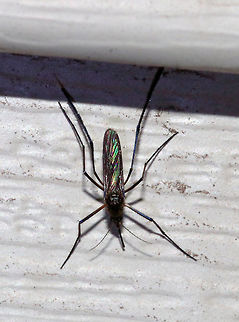 White-footed Mosquito (Female) - Psorophora ferox Total length: ~6 mm. The legs, wings, and abdominal segments have purple iridescent scales. Tarsal segments 4 and 5 are entirely pale scaled. These mosquitoes prefer mammalian blood. 

 "Ferox" means: fierce, wild, bold, courageous, warlike, spirited, etc. It is definitely an appropriate name for this species as they inflict a very painful bite and they are so aggressive.

 Female Psorophora ferox frequently bite people. Numerous viruses have been isolated from Psorophora ferox. However, the sylvatic nature of this species likely prevents it from being a major vector in transmitting pathogens to humans.

 I found this mosquito sitting next to me on a chair on my deck. I was shocked to see it resting there! They usually attack fairly quickly, but this female was gravid, so she must have been sated for the moment.

https://www.jungledragon.com/image/64514/white-footed_mosquito_female_-_psorophora_ferox.html
https://www.jungledragon.com/image/64517/white-footed_mosquito_female_-_psorophora_ferox.html

 Sorry for the horrendous video quality, but I wanted to show how these mosquitoes walk - with lifting their hind legs: https://vimeo.com/283723871
 Geotagged,Psorophora ferox,Summer,United States,White-footed Mosquito,female mosquito,mosquito,psorophora