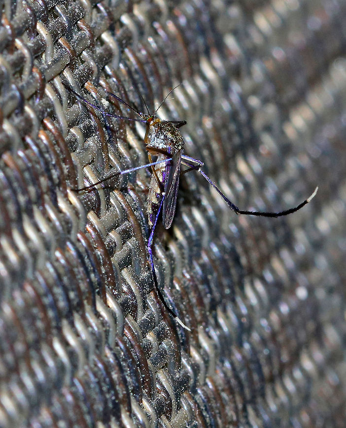 White-footed Mosquito (Female) - Psorophora ferox Total length: ~6 mm. The legs, wings, and abdominal segments have purple iridescent scales. Tarsal segments 4 and 5 are entirely pale scaled. These mosquitoes prefer mammalian blood. <br />
<br />
 "Ferox" means: fierce, wild, bold, courageous, warlike, spirited, etc. It is definitely an appropriate name for this species as they inflict a very painful bite and they are so aggressive.<br />
<br />
 Female Psorophora ferox frequently bite people. Numerous viruses have been isolated from Psorophora ferox. However, the sylvatic nature of this species likely prevents it from being a major vector in transmitting pathogens to humans.<br />
<br />
 I found this mosquito sitting next to me on a chair on my deck. I was shocked to see it resting there! They usually attack fairly quickly, but this female was gravid, so she must have been sated for the moment.<br />
<br />
<figure class="photo"><a href="https://www.jungledragon.com/image/64515/white-footed_mosquito_female_-_psorophora_ferox.html" title="White-footed Mosquito (Female) - Psorophora ferox"><img src="https://s3.amazonaws.com/media.jungledragon.com/images/3232/64515_thumb.jpg?AWSAccessKeyId=05GMT0V3GWVNE7GGM1R2&Expires=1770854410&Signature=CRMw1ZxQkzwGDq7DVlVtmByMZKI%3D" width="114" height="152" alt="White-footed Mosquito (Female) - Psorophora ferox Total length: ~6 mm. The legs, wings, and abdominal segments have purple iridescent scales. Tarsal segments 4 and 5 are entirely pale scaled. These mosquitoes prefer mammalian blood. <br />
<br />
 "Ferox" means: fierce, wild, bold, courageous, warlike, spirited, etc. It is definitely an appropriate name for this species as they inflict a very painful bite and they are so aggressive.<br />
<br />
 Female Psorophora ferox frequently bite people. Numerous viruses have been isolated from Psorophora ferox. However, the sylvatic nature of this species likely prevents it from being a major vector in transmitting pathogens to humans.<br />
<br />
 I found this mosquito sitting next to me on a chair on my deck. I was shocked to see it resting there! They usually attack fairly quickly, but this female was gravid, so she must have been sated for the moment.<br />
<br />
https://www.jungledragon.com/image/64514/white-footed_mosquito_female_-_psorophora_ferox.html<br />
https://www.jungledragon.com/image/64517/white-footed_mosquito_female_-_psorophora_ferox.html<br />
<br />
 Sorry for the horrendous video quality, but I wanted to show how these mosquitoes walk - with lifting their hind legs: https://vimeo.com/283723871<br />
 Geotagged,Psorophora ferox,Summer,United States,White-footed Mosquito,female mosquito,mosquito,psorophora" /></a></figure><br />
<figure class="photo"><a href="https://www.jungledragon.com/image/64514/white-footed_mosquito_female_-_psorophora_ferox.html" title="White-footed Mosquito (Female) - Psorophora ferox"><img src="https://s3.amazonaws.com/media.jungledragon.com/images/3232/64514_thumb.jpg?AWSAccessKeyId=05GMT0V3GWVNE7GGM1R2&Expires=1770854410&Signature=9x5ILjRyfO8IAzEYgS2cwtjiIYk%3D" width="200" height="162" alt="White-footed Mosquito (Female) - Psorophora ferox Total length: ~6 mm. The legs, wings, and abdominal segments have purple iridescent scales. Tarsal segments 4 and 5 are entirely pale scaled.  These mosquitoes prefer mammalian blood. <br />
<br />
"Ferox" means: fierce, wild, bold, courageous, warlike, spirited, etc. It is definitely an appropriate name for this species as they inflict a very painful bite and they are so aggressive.<br />
<br />
Female Psorophora ferox frequently bite people. Numerous viruses have been isolated from Psorophora ferox. However, the sylvatic nature of this species likely prevents it from being a major vector in transmitting pathogens to humans.<br />
<br />
I found this mosquito sitting next to me on a chair on my deck. I was shocked to see it resting there! They usually attack fairly quickly, but this female was gravid, so she must have been sated for the moment.<br />
<br />
https://www.jungledragon.com/image/64515/white-footed_mosquito_female_-_psorophora_ferox.html<br />
https://www.jungledragon.com/image/64517/white-footed_mosquito_female_-_psorophora_ferox.html<br />
<br />
<br />
Sorry for the horrendous video quality, but I wanted to show how these mosquitoes walk - with lifting their hind legs:<br />
https://vimeo.com/283723871<br />
 Geotagged,Psorophora ferox,Summer,United States,White-footed Mosquito,mosquito,psorophora" /></a></figure><br />
<br />
 Sorry for the horrendous video quality, but I wanted to show how these mosquitoes walk - with lifting their hind legs: <section class="video"><iframe width="448" height="252" src="https://player.vimeo.com/video/283723871?title=0&byline=0&portrait=0" frameborder="0"></iframe></section><br />
 Geotagged,Psorophora ferox,Summer,United States,White-footed Mosquito,female mosquito,mosquito,psorophora