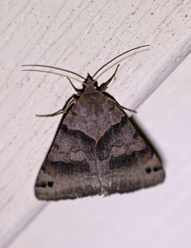 Forage Looper - Caenurgina erechtea Total length: 20 mm. Gray forewing has antemedial and incomplete postmedial bands that do not meet at inner margin.  <br />
<br />
Attracted to a light in a rural area. Caenurgina erechtea,Forage Looper,Geotagged,Summer,United States,moth