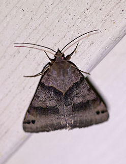 Forage Looper - Caenurgina erechtea Total length: 20 mm. Gray forewing has antemedial and incomplete postmedial bands that do not meet at inner margin.  

Attracted to a light in a rural area. Caenurgina erechtea,Forage Looper,Geotagged,Summer,United States,moth