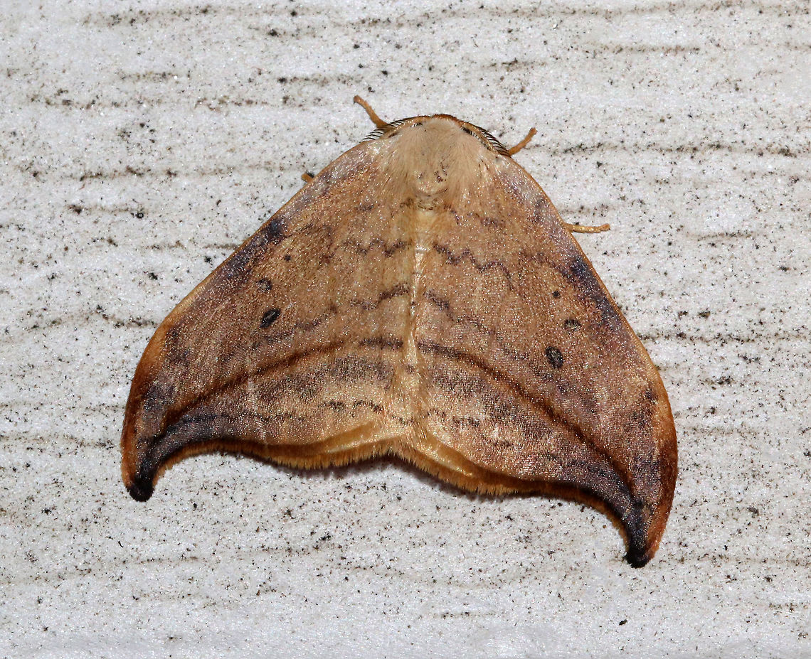 Arched Hooktip - Drepana arcuata Wingspan: ~ 30 mm. Rusty-edged subterminal line on hooked orange/tan forewing curves toward the apex. Reniform spot has two black dots.<br />
<br />
Attracted to a light in a rural area. Arched Hooktip,Arched hooktip,Drepana,Drepana arcuata,Geotagged,Summer,United States,hooktip,moth