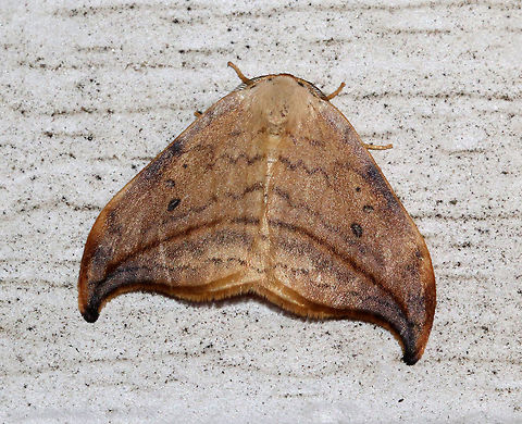 Arched Hooktip - Drepana arcuata Wingspan: ~ 30 mm. Rusty-edged subterminal line on hooked orange/tan forewing curves toward the apex. Reniform spot has two black dots.

Attracted to a light in a rural area. Arched Hooktip,Arched hooktip,Drepana,Drepana arcuata,Geotagged,Summer,United States,hooktip,moth