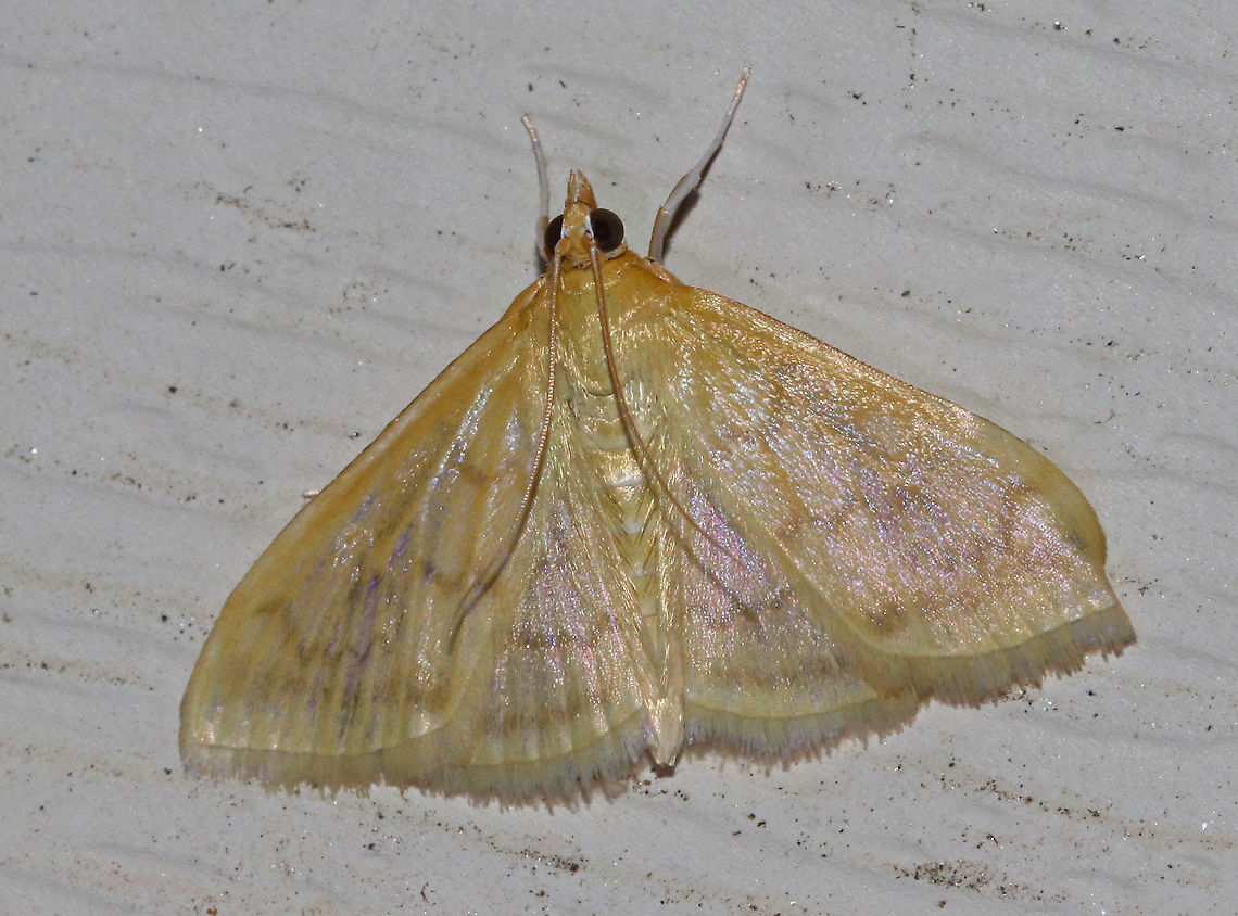 Pale-winged Crocidophora - Crocidophora tuberculalis Total length: ~10 mm. Shiny, pale, yellow/tan forewing with indistinct brown lines.<br />
<br />
Attracted to a light in a rural area. Crocidophora,Crocidophora tuberculalis,Geotagged,Summer,United States,moth,pale-winged Crocidophora