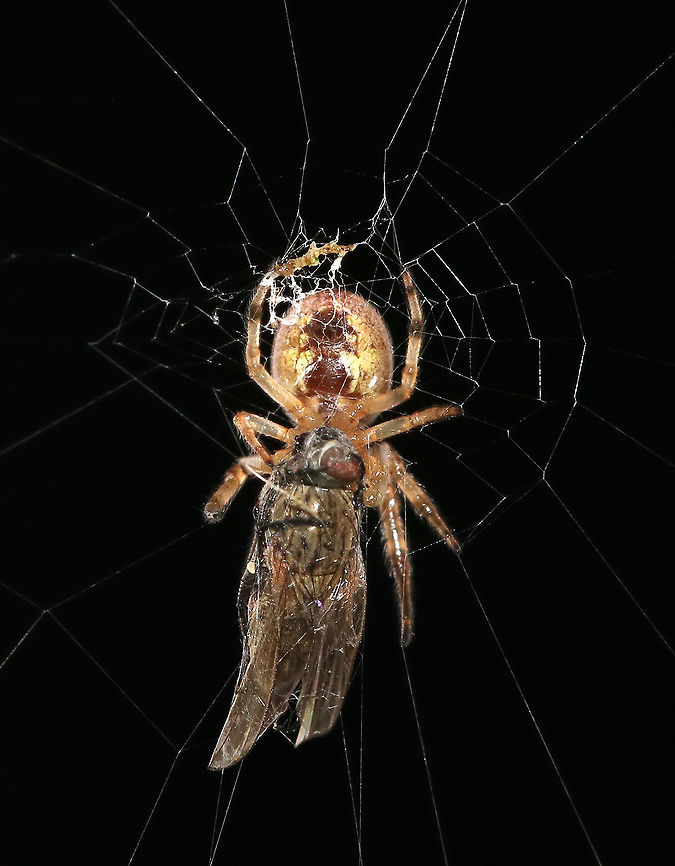 Furrow orb spider - Larinioides cornutus This spider was about 7-8 mm long. It lives on my deck along with several of its buddies. As pictured, it was having a midnight snack.<br />
<br />
Numerous spiders have set up webs on my deck over the past few weeks - ever since moth week. I&#039;ve added this spotting to my &quot;Human Impact&quot; list because there are now at least a dozen (probably more) spiders living on my deck. They moved in once I started leaving the light on for moth week. I&#039;ve continued leaving the light on for a couple hours each night so I can check for moths, and thus, the spiders remain. I wonder how many insects have been killed by these spiders because of my actions, and how many new spiders will be born that would not have been.  Humans so easily alter their environment. Something to think about. Furrow orb spider,Geotagged,Larinioides cornutus,Summer,United States,spider