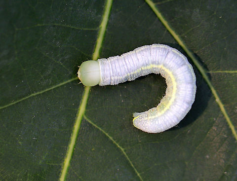 White-dotted Prominent - Nadata gibbosa Pale green caterpillar with a faint, pale yellow sub-dorsal stripe. It has a large head capsule with mandibles that are yellow with black tips.

Spotted on an oak leaf in a deciduous forest. 
 Geotagged,Nadata gibbosa,Rough prominent,Summer,United States,caterpillar,moth caterpillar,nadata,rough-dotted prominent