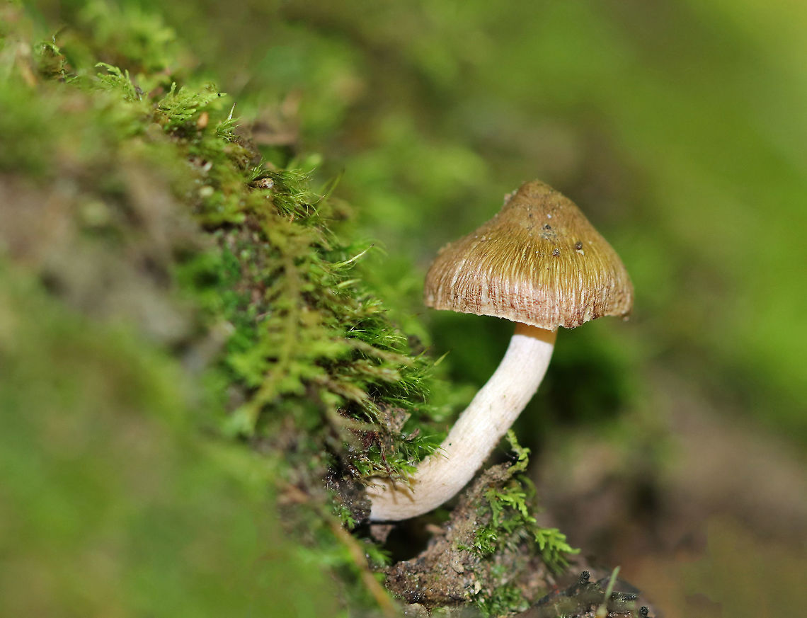 Mushroom - Inocybe sp. Growing out of mossy, rotten wood in a deciduous forest. Cap was brown and fibrous. Gills and stipe were very light tan to cream colored. Geotagged,Summer,United States,fungus,inocybe,mushroom