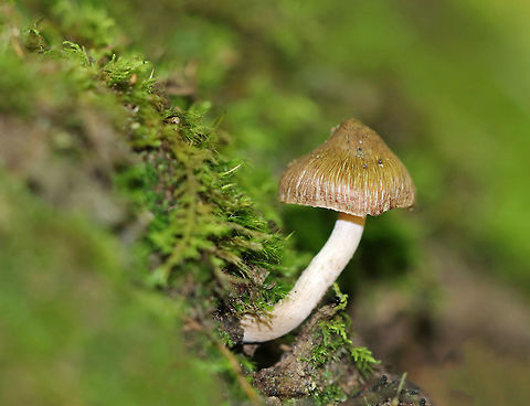 Mushroom - Inocybe sp. Growing out of mossy, rotten wood in a deciduous forest. Cap was brown and fibrous. Gills and stipe were very light tan to cream colored. Geotagged,Summer,United States,fungus,inocybe,mushroom