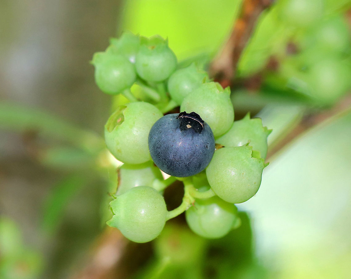 Northern Highbush Blueberry - Vaccinium corymbosum  Northern Highbush Blueberry is a deciduous shrub that grows 6&ndash;12 feet tall. The dark glossy leaves are elliptical; the flowers are white, long, and bell-shaped; and the fruit is a small blue-black berry that will ripen during July-August in the northeastern US. It is a significantly important food crop. I found several bushes that were in various stages of ripening. They were growing in a mixed forest bordering a pond.<br />
 Geotagged,Northern highbush blueberry,Summer,United States,Vaccinium corymbosum,blueberry,vaccinium