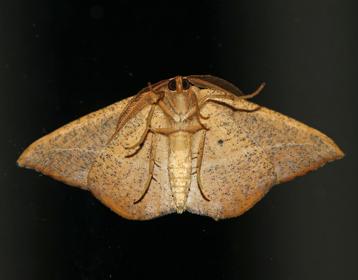 Juniper-Twig Geometer - Patalene olyzonaria Total Wingspan: ~35 mm. Tan/orange forewings with a faint antemedial line and a bold blackish postmedial line that kinks inward before reaching the costa. The subterminal area had some black blotches. Apex is hooked.<br />
<br />
Attracted to a light in a rural area...It was resting on my glass door.<br />
<figure class="photo"><a href="https://www.jungledragon.com/image/64609/juniper-twig_geometer_-_patalene_olyzonaria.html" title="Juniper-Twig Geometer - Patalene olyzonaria"><img src="https://s3.amazonaws.com/media.jungledragon.com/images/3232/64609_thumb.jpg?AWSAccessKeyId=05GMT0V3GWVNE7GGM1R2&Expires=1759968010&Signature=FjFz6ceeGpHLEGhh4CT9ZSK0M1k%3D" width="200" height="154" alt="Juniper-Twig Geometer - Patalene olyzonaria Total Wingspan: ~35 mm. Tan/orange forewings with a faint antemedial line and a bold blackish postmedial line that kinks inward before reaching the costa. The subterminal area had some black blotches. Apex is hooked.<br />
<br />
Attracted to a light in a rural area...This one was resting on my glass door.<br />
<br />
https://www.jungledragon.com/image/64605/juniper-twig_geometer_-_patalene_olyzonaria.html<br />
Geotagged,Juniper-Twig Geometer,Juniper-twig geometer,Patalene,Patalene olyzonaria,Summer,United States,moth" /></a></figure> Geotagged,Juniper-twig geometer,Patalene olyzonaria,Summer,United States,moth,patalene