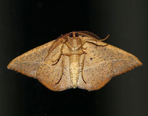 Juniper-Twig Geometer - Patalene olyzonaria Total Wingspan: ~35 mm. Tan/orange forewings with a faint antemedial line and a bold blackish postmedial line that kinks inward before reaching the costa. The subterminal area had some black blotches. Apex is hooked.

Attracted to a light in a rural area...It was resting on my glass door.
https://www.jungledragon.com/image/64609/juniper-twig_geometer_-_patalene_olyzonaria.html Geotagged,Juniper-twig geometer,Patalene olyzonaria,Summer,United States,moth,patalene