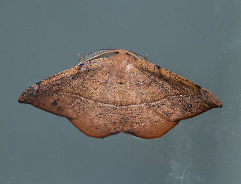 Juniper-Twig Geometer - Patalene olyzonaria Total Wingspan: ~35 mm. Tan/orange forewings with a faint antemedial line and a bold blackish postmedial line that kinks inward before reaching the costa. The subterminal area had some black blotches. Apex is hooked.

 Attracted to a light in a rural area...This one was resting on my glass door.

https://www.jungledragon.com/image/64605/juniper-twig_geometer_-_patalene_olyzonaria.html
 Geotagged,Juniper-Twig Geometer,Juniper-twig geometer,Patalene,Patalene olyzonaria,Summer,United States,moth