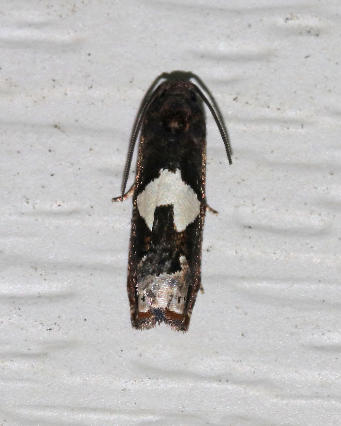 Bidens Borer Moth - Epiblema otiosana Total length: ~7 mm. Dark gray/brown forewing with a large, white, U-shaped patch at the midpoint of the inner margin. Inner subterminal area is paler gray.<br />
<br />
Attracted to a light in a rural area. Geotagged,Summer,United States,moth