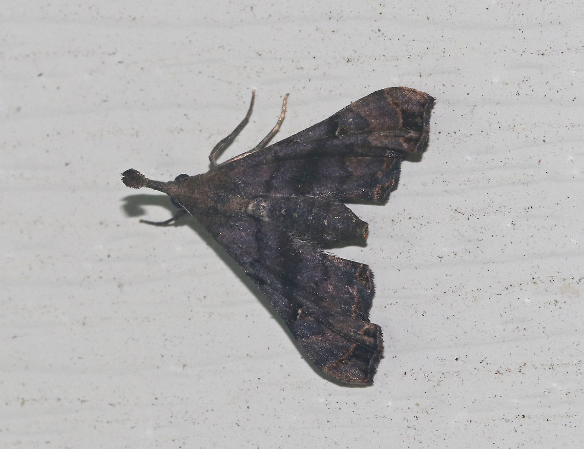 Palthis asopialis Attracted to a light in a rural area.<br />
<br />
 Faint-Spotted Palthis,Geotagged,Palthis asopialis,Summer,United States,moth