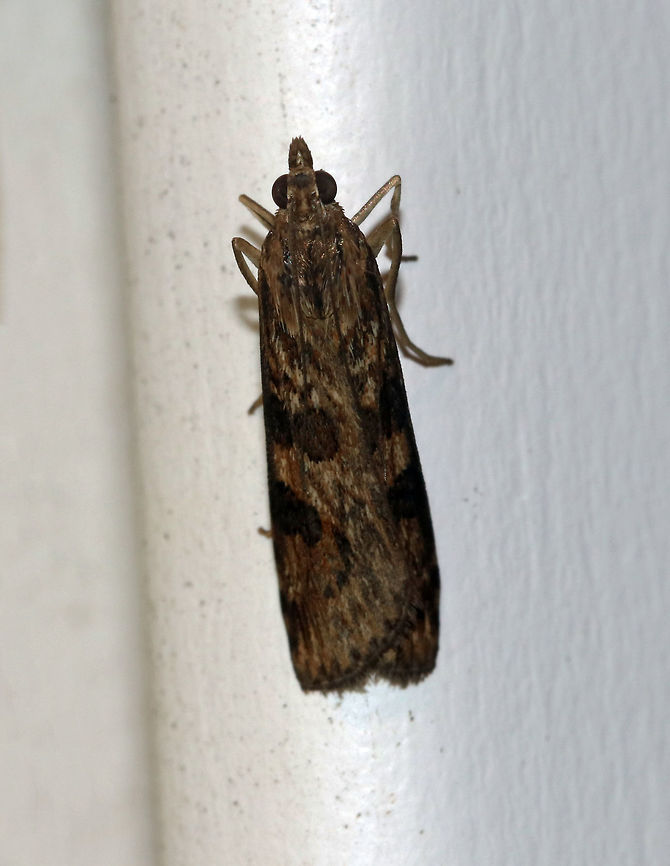 Lucerne moth - Nomophila nearctica Total length: 15 mm. Long, narrow forewing is brown with contrasting blackish spots and streaks.<br />
<br />
Attracted to a light in a rural area. Geotagged,Lucerne moth,Nomophila nearctica,Summer,United States,moth